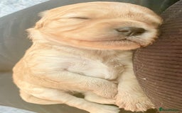 Cavapoo dogs for sale: Cavapoo - Image 7