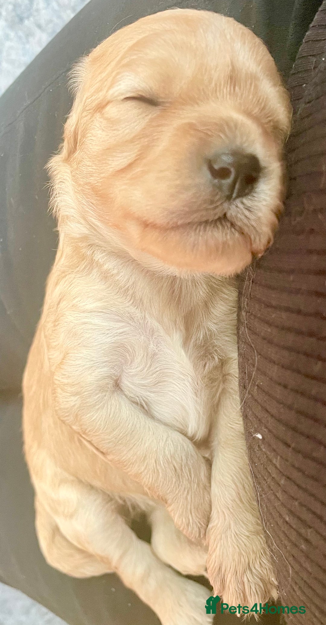 Cavapoo dogs for sale: Cavapoo - Image 7