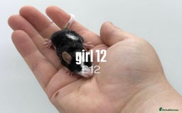 Mouse rodents for sale: fancy mice - (please read the description).  - Image 12