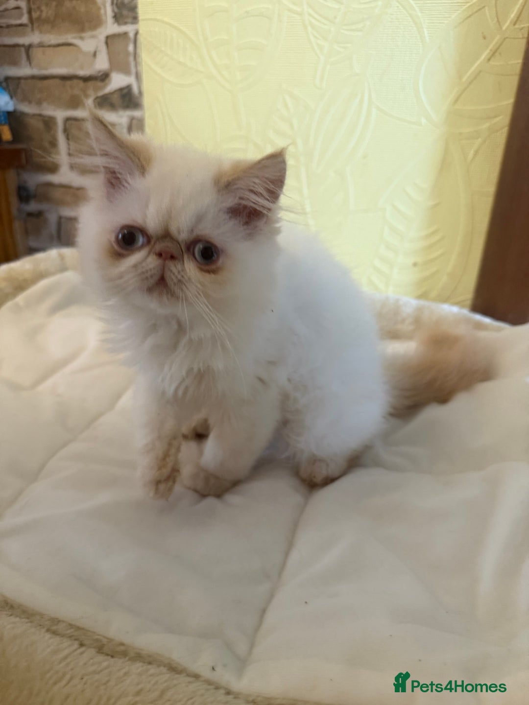 Persian cats for sale: 💗5 Boys and 3 Girl 💗 - Image 5