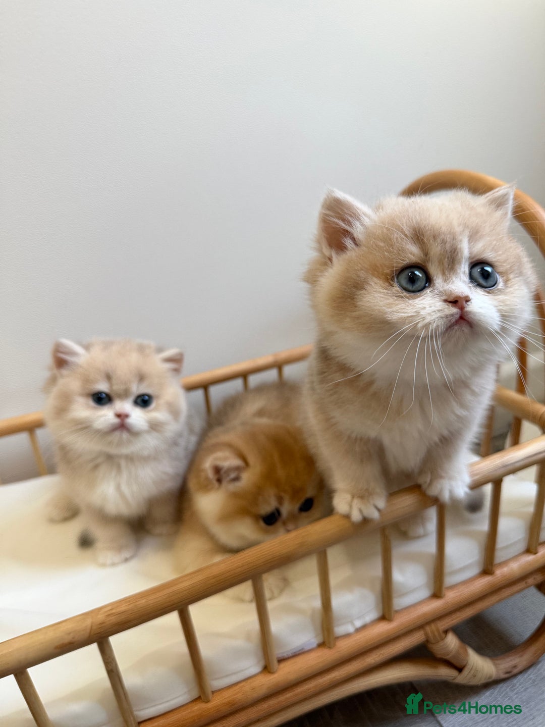 British Shorthair cats for sale: Golden Blue British Shorthair kittens - Advert 22