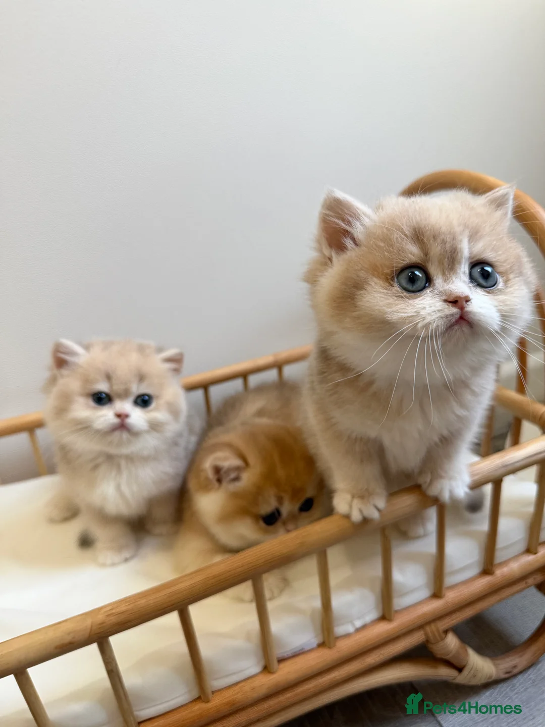 British Shorthair cats for sale: Golden Blue British Shorthair kittens - Advert 23