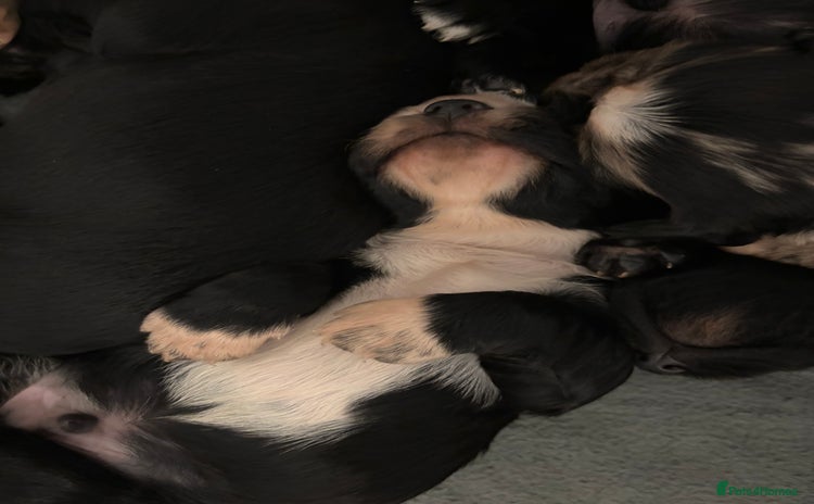 Cocker Spaniel dogs - Advert 3