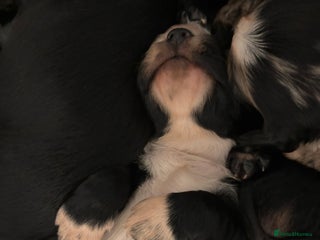 Cocker Spaniel dogs Cocker spaniel boys - Advert 3