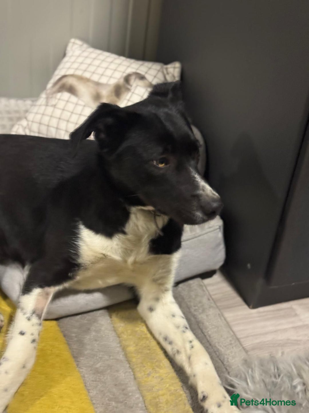 Mixed Breed dogs for adoption: Gorgeous Maylo looking for love - Advert 2