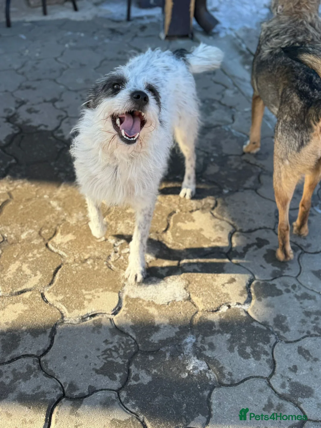 Mixed Breed dogs for adoption: 🐾MIRA🐾, a beautiful young girl for a Loving Home - Advert 30