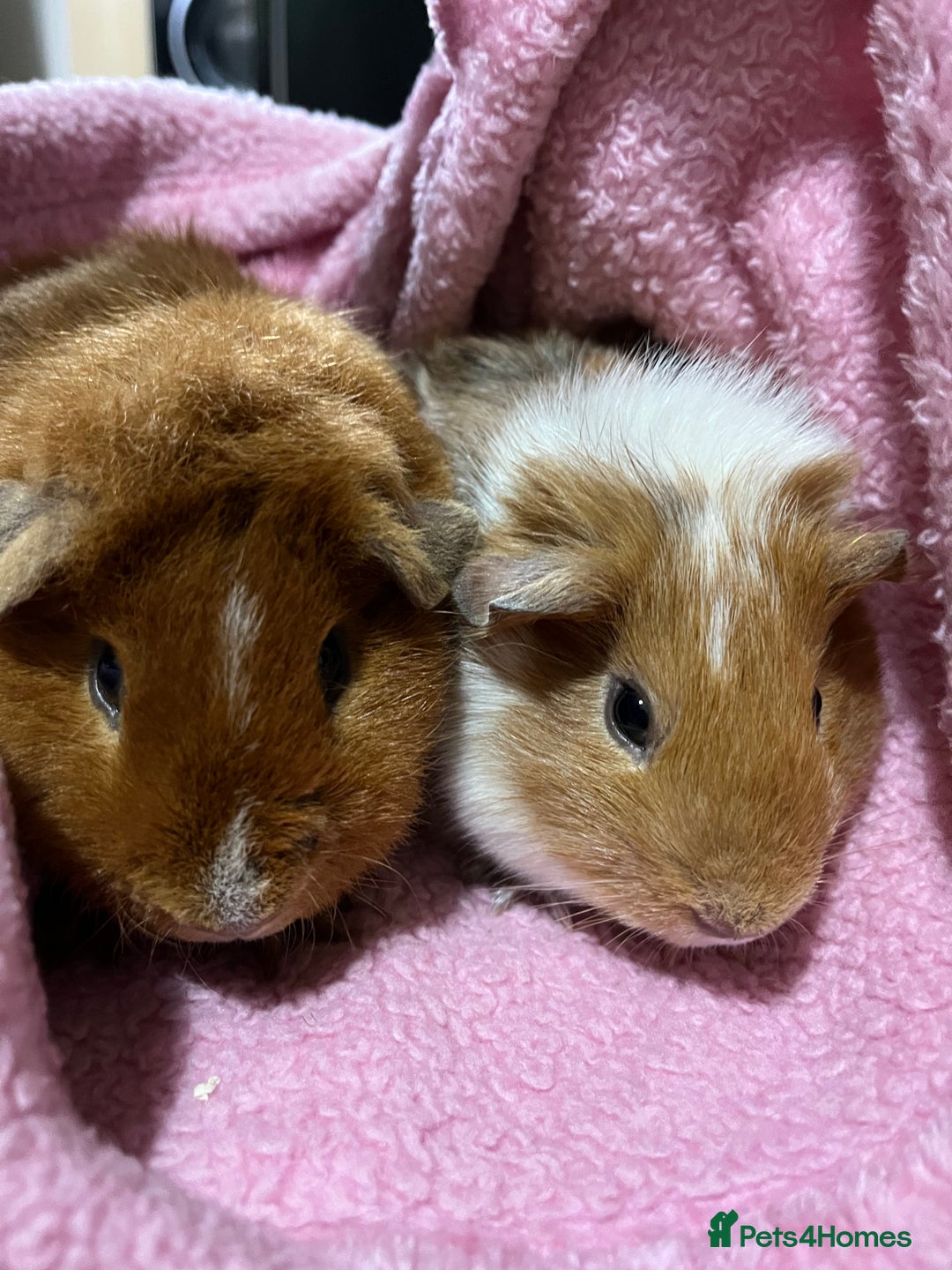 Guinea Pig rodents for sale: 2 male guinea pigs  - Advert 1