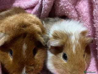 Guinea Pig rodents 2 male guinea pigs - Advert 4