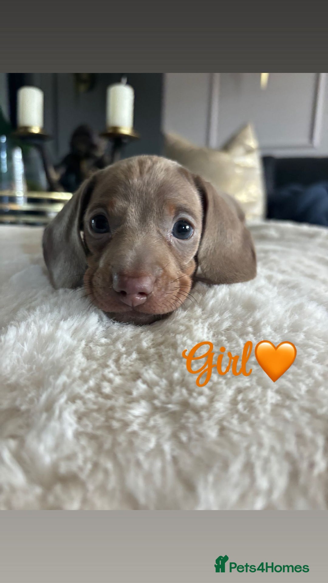 Miniature Dachshund dogs for sale: Kc registered  miniature dachshund puppies - Image 1