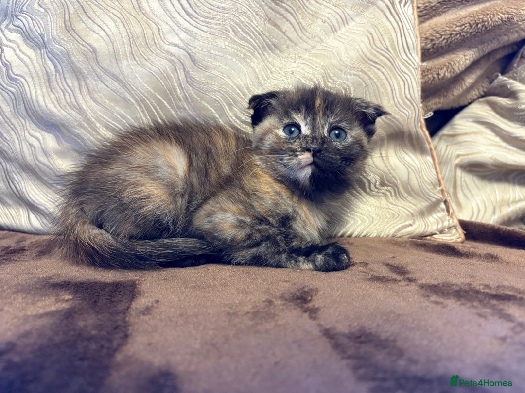Maine Coon cats for sale: Maine coon x Scottish fold - Advert 5