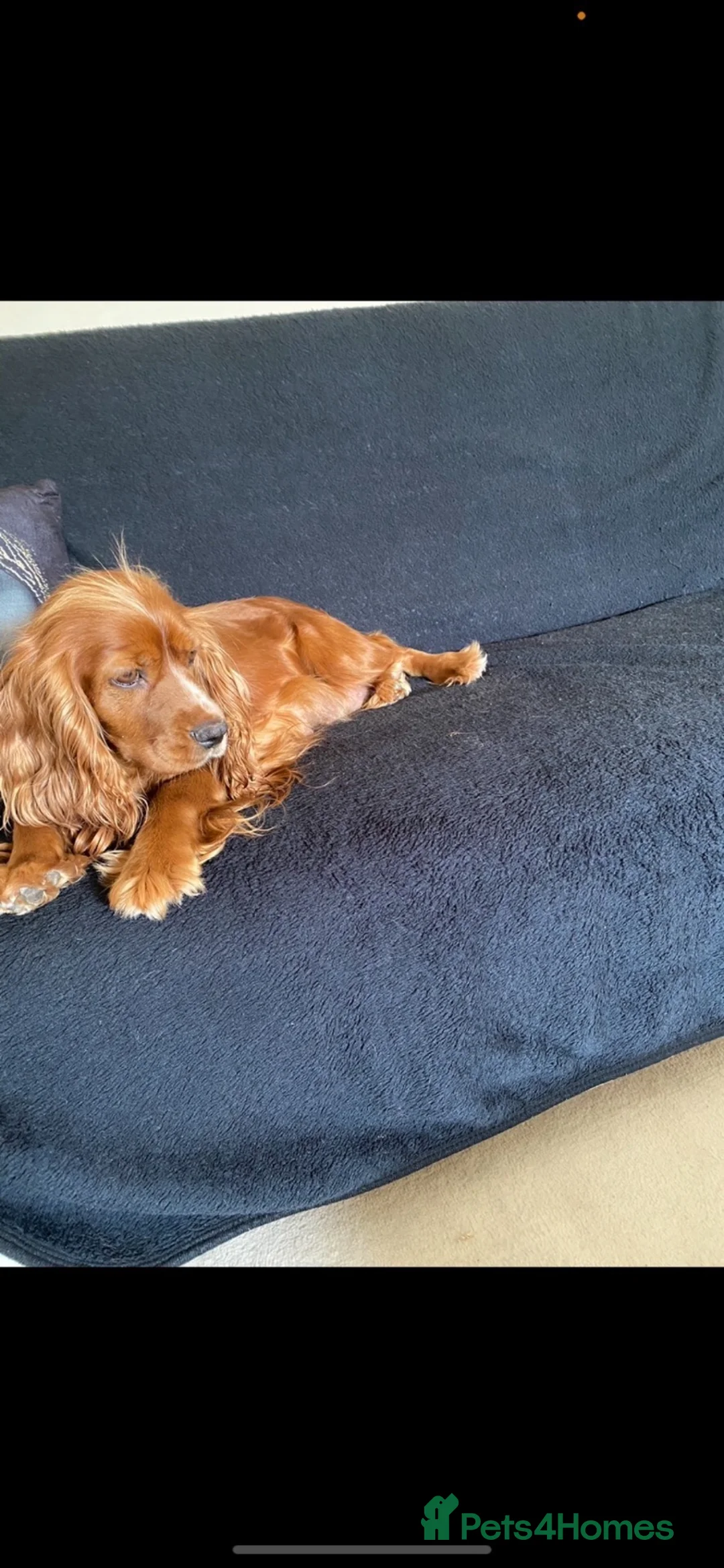 Cocker Spaniel dogs for stud: adoption foster  - Advert 2