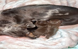 Miniature Dachshund dogs for sale: Blue eyed miniature dachshund puppies - Image 12