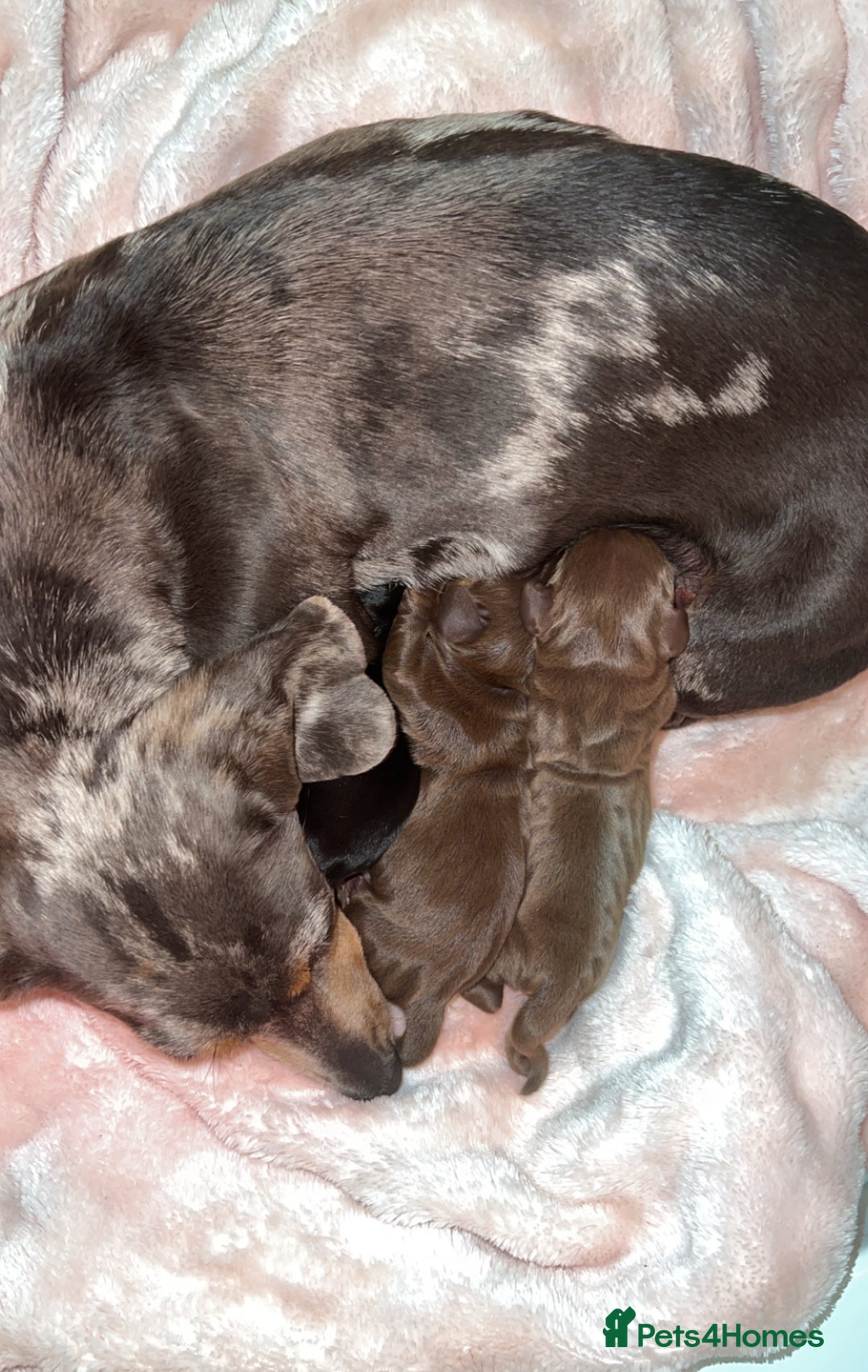 Miniature Dachshund dogs for sale: Blue eyed miniature dachshund puppies - Image 12