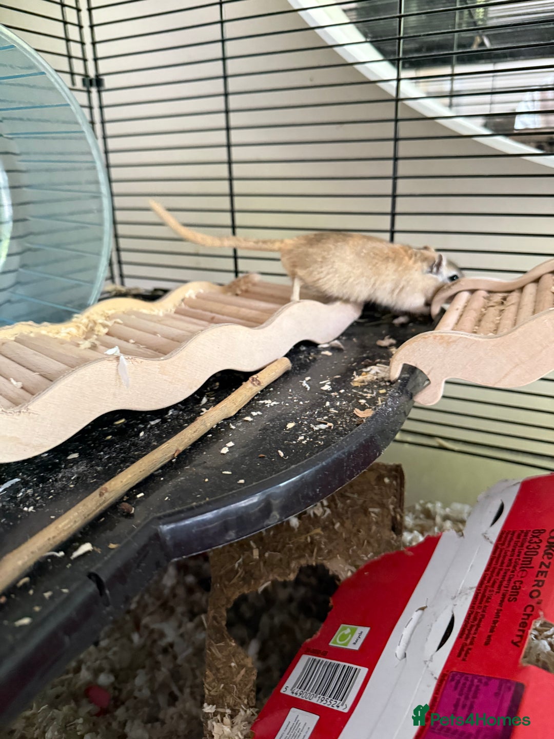 Gerbil rodents for sale: 4 males gerbils and set up  - Image 6