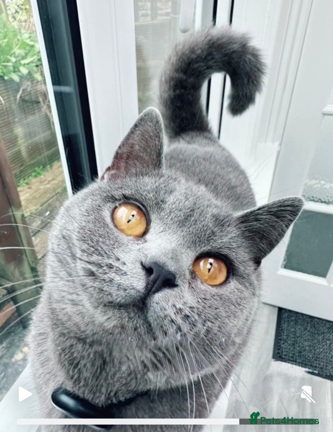 British Shorthair cats for sale: Beautiful Blue British Shorthair female cat QUEEN - Image 5