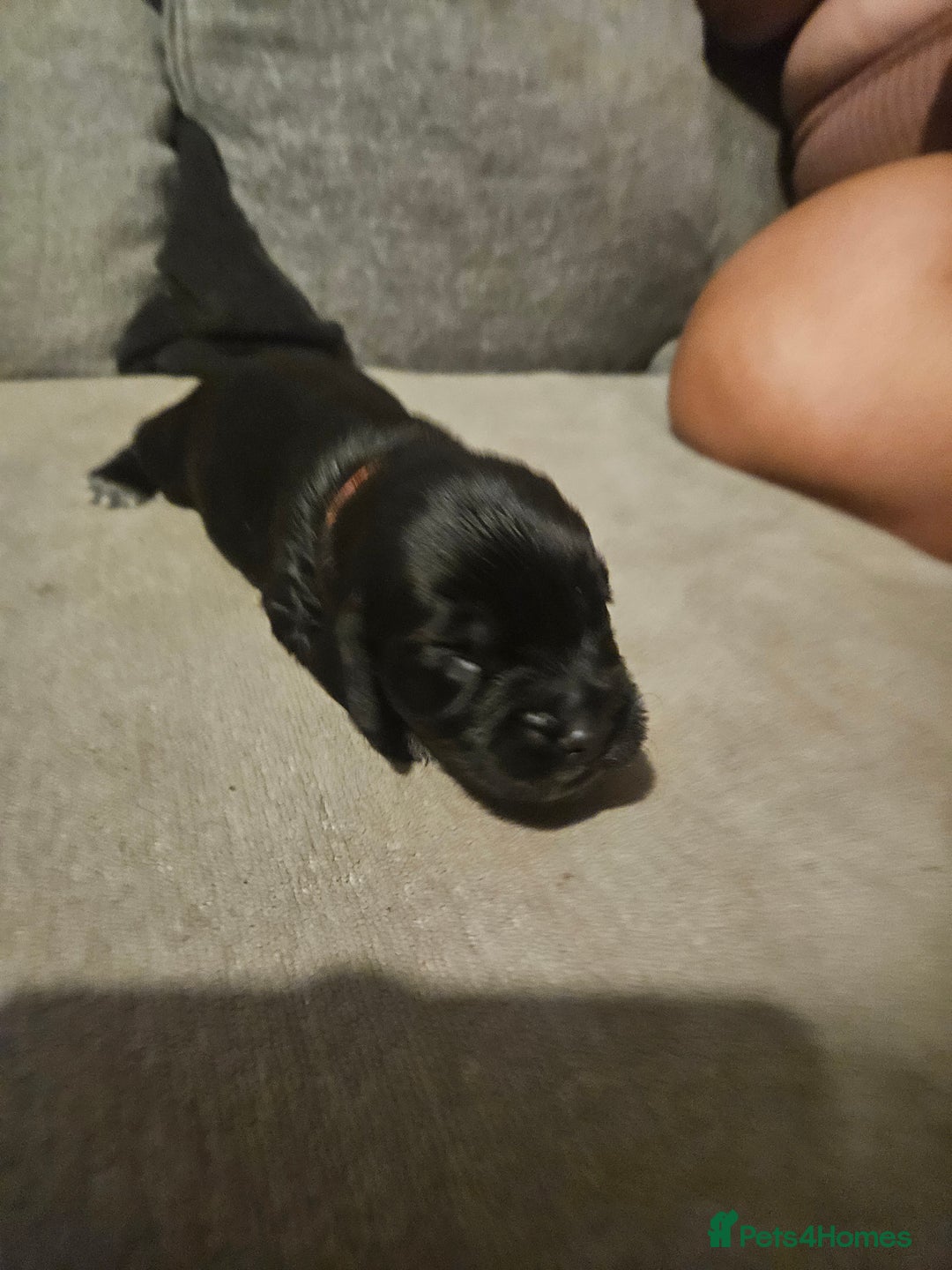 Cocker Spaniel dogs for sale: Beautiful cocker spaniel pups - Image 6