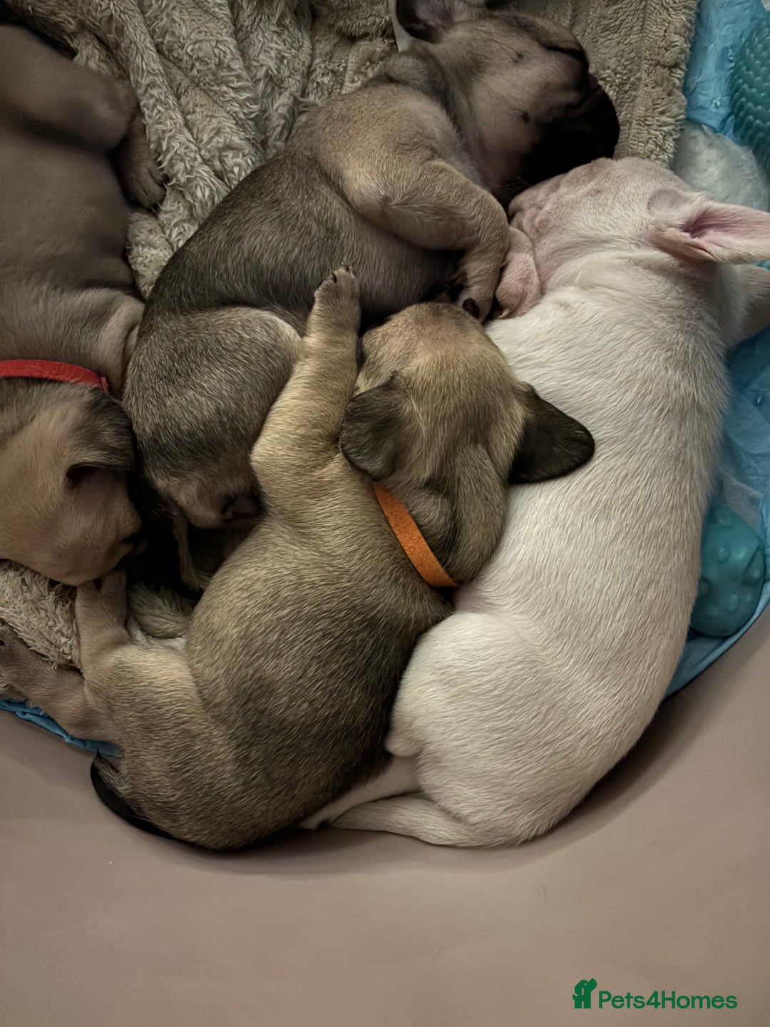 Frug dogs for sale: Frug cross Pug baby boy  - Advert 12