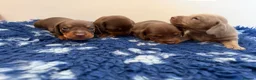 Miniature Dachshund dogs for sale: Beautiful kc registered miniature dachshunds  - Advert 7