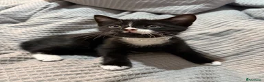 Domestic Shorthair 2