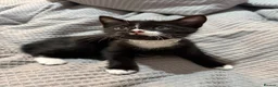 Domestic Shorthair cats for sale: 5 adorable kittens – 3 boys and 2 girls - Advert 8