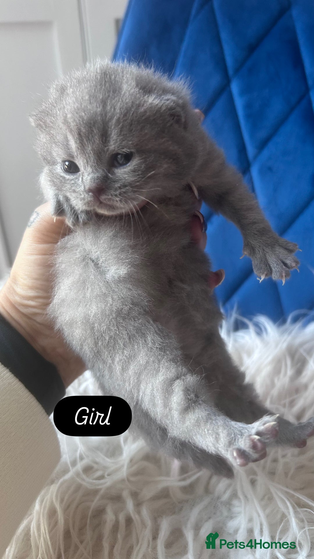 British Shorthair cats for sale: 🧸✨6 Chunky British Shorthair Kittens For Sale✨🧸 - Advert 20