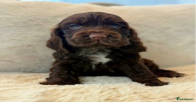Cocker Spaniel dogs - Advert 12