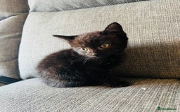 Domestic Shorthair cats for sale: Beautiful kittens  - Image 3