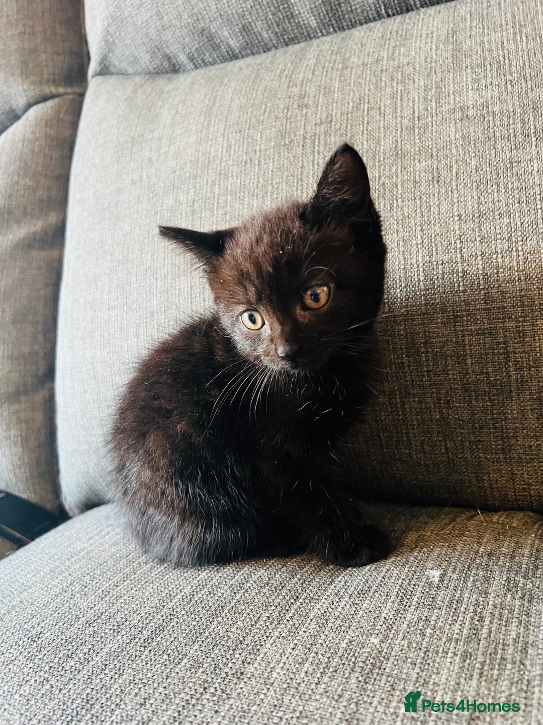 Domestic Shorthair cats for sale: Beautiful kittens  - Image 3