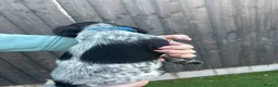 Sprocker dogs for sale: Stunning Merle & Traditional B/W Sprocker Puppies  - Advert 29