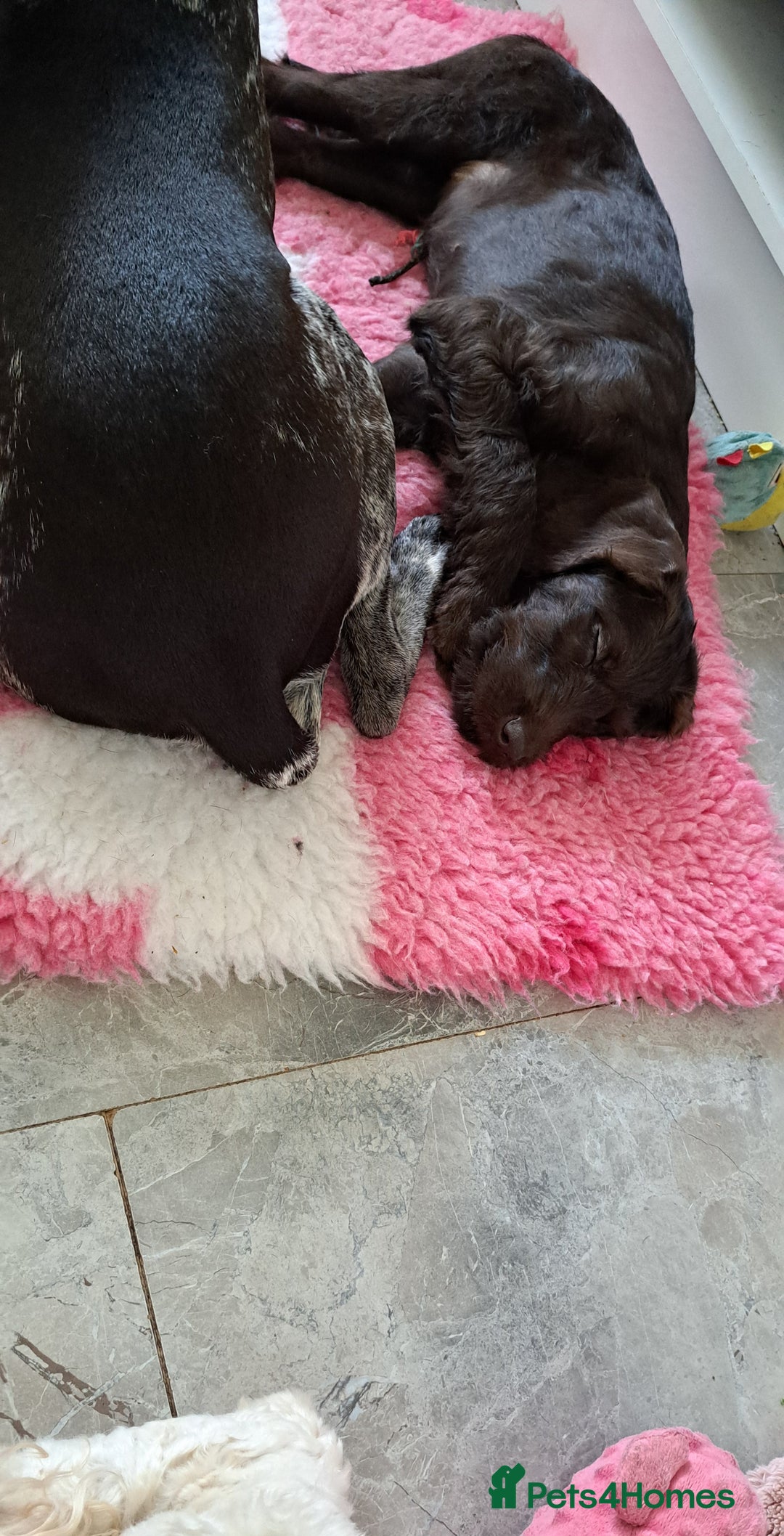 Mixed Breed dogs for sale: Poodle/pointer puppies in Cumnock - Image 13