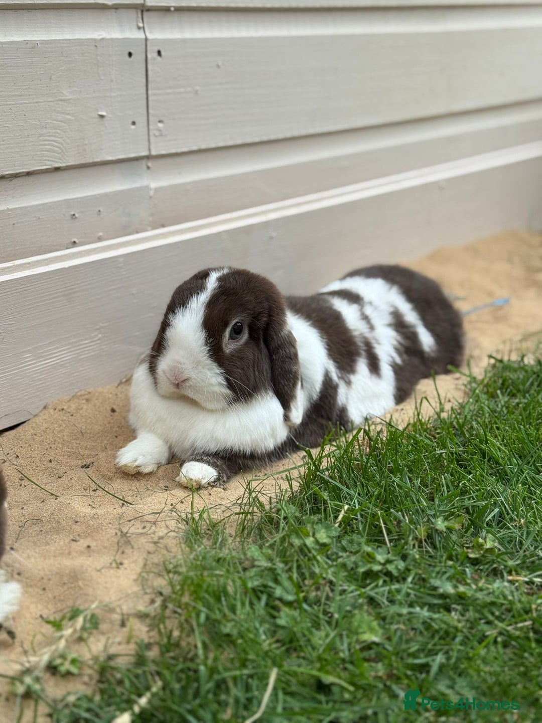 Mini Lop rabbits for sale: Autumn and freddo, bonded mini lops  - Image 5