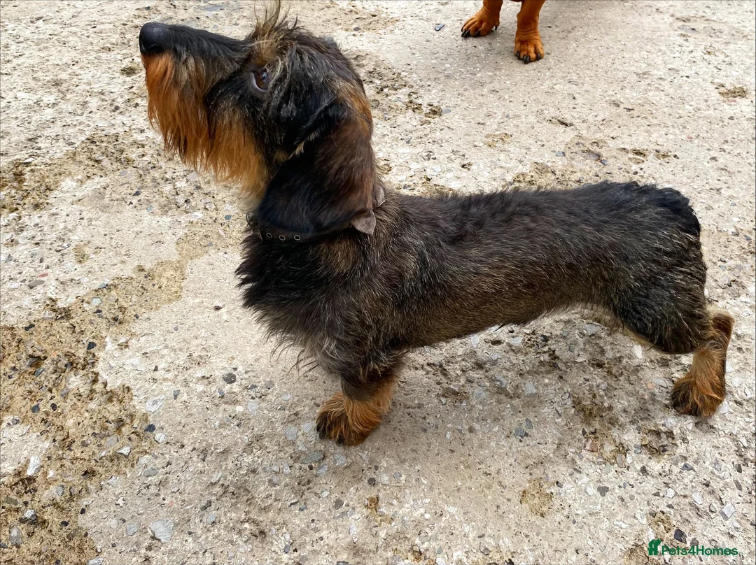 Miniature Dachshund dogs for stud: MINIATURE WIREHAIRED DACHSHUND STUD *PROVEN**KC ** in Manchester - Advert 2