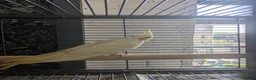 Cockatiels birds for sale: Lutino cockatiel hand reared baby tamed in Bradford - Advert 6