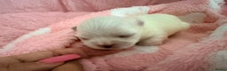 Maltese dogs for sale: Bambelina Full Korean Bloodline Maltese - Advert 2