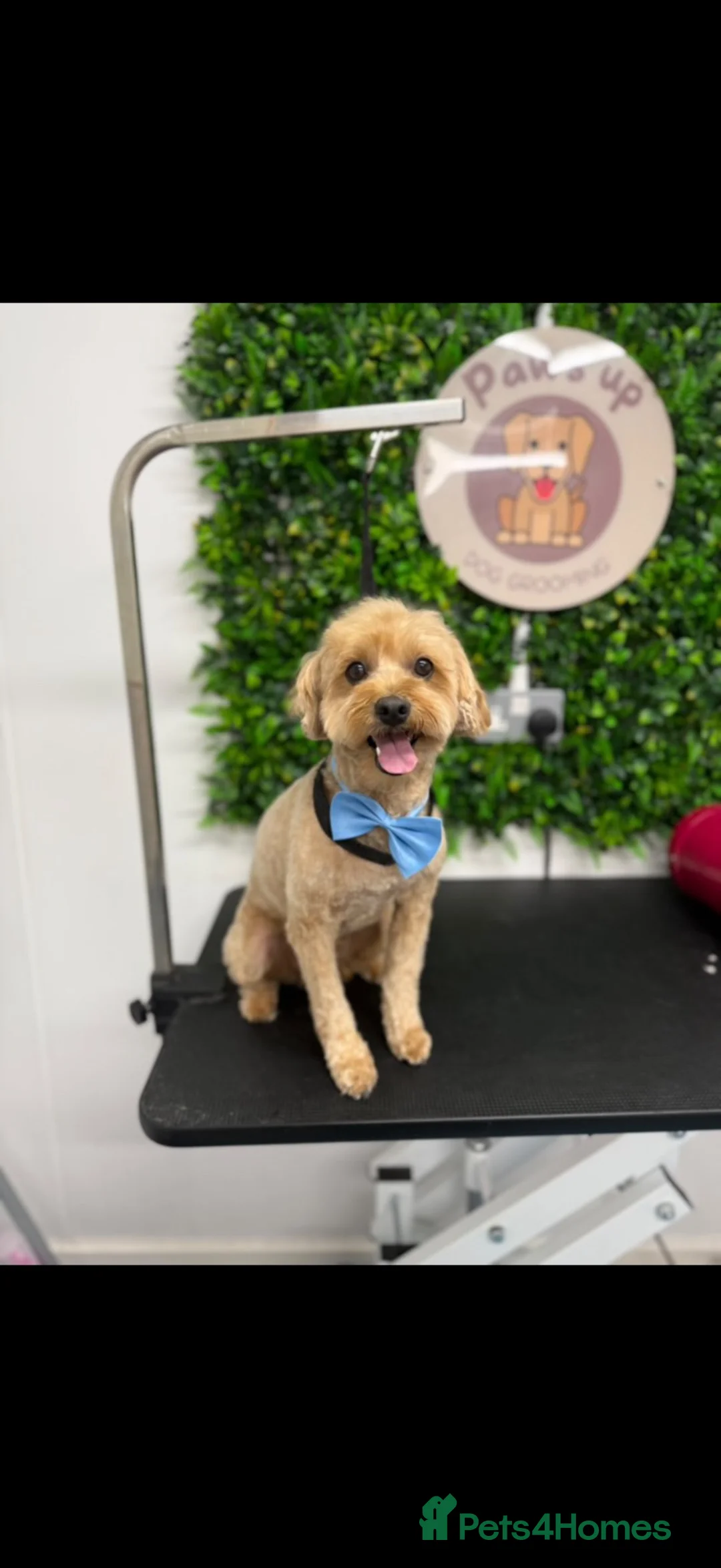 Cavapoochon dogs for sale: Cooper & Arlo- Aged 3- Males - Advert 3