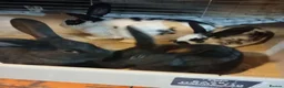 Mixed Breed rabbits for sale: Giant New Zealand black and giant Papillon in Accrington - Advert 2