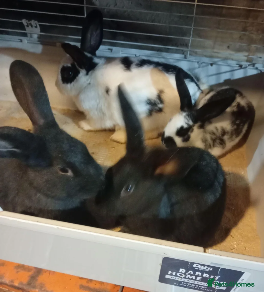 Mixed Breed rabbits for sale: Giant New Zealand black and giant Papillon in Accrington - Advert 2