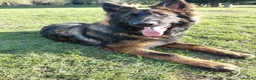 German Shepherd dogs for stud: Amazing Loki  for stud  - Advert 6