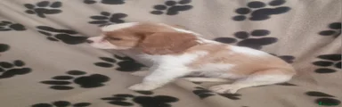 Cavalier King Charles Spaniel 5