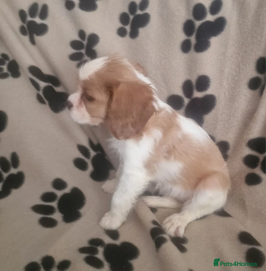 Cavalier King Charles Spaniel dogs for sale: Cavalier King Charles Spaniel Puppies  - Advert 2