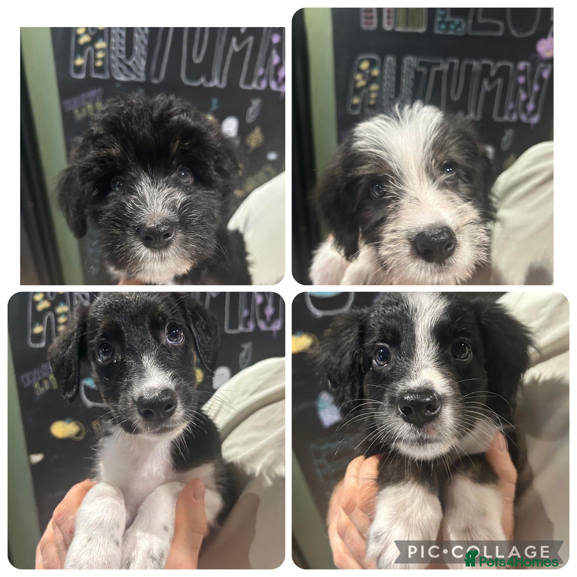 Bordoodle dogs  Beautiful Bordoodle Puppies READY 15th sept  - Advert 1