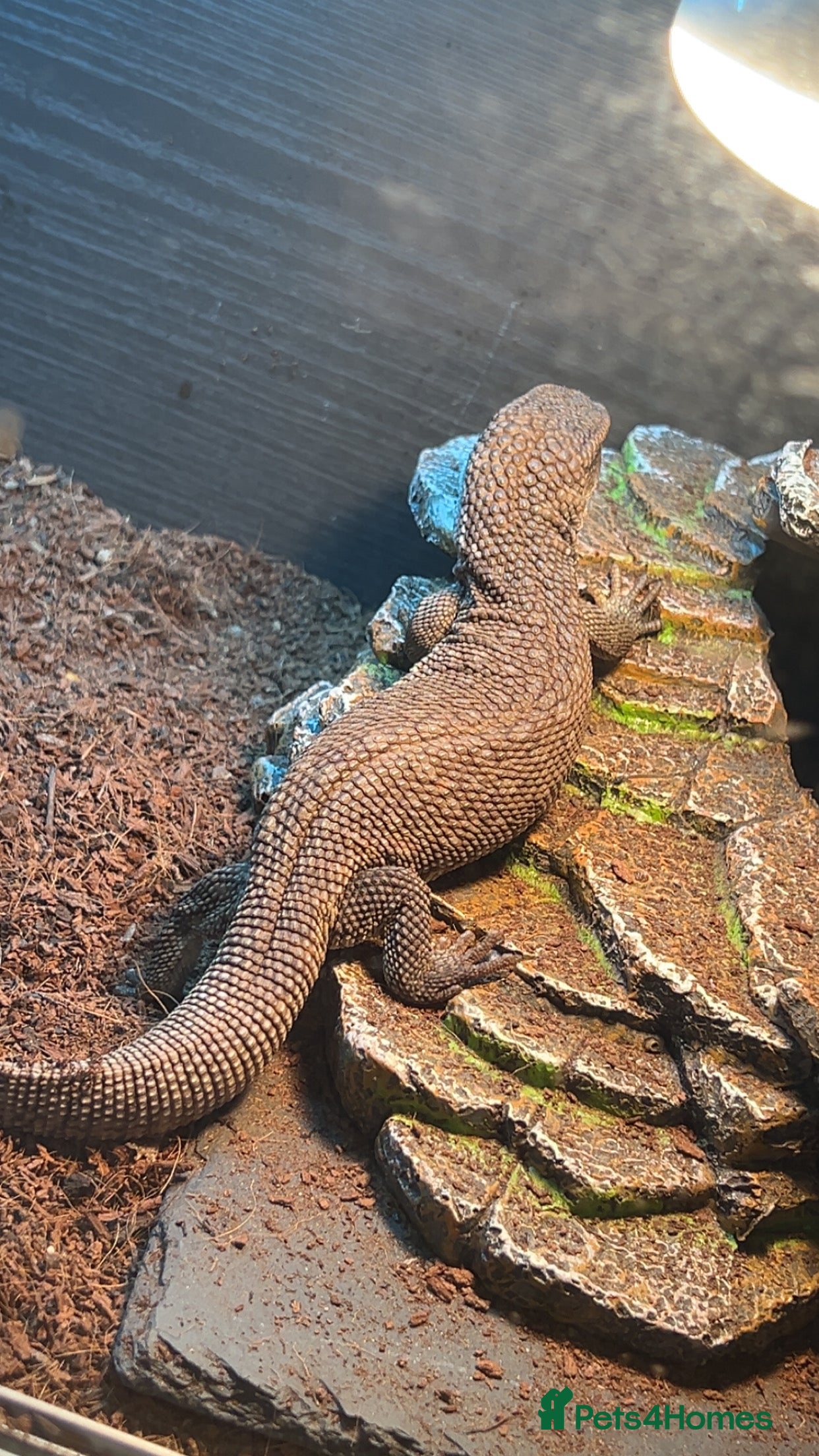 Monitor reptiles Bosc monitor - Advert 16