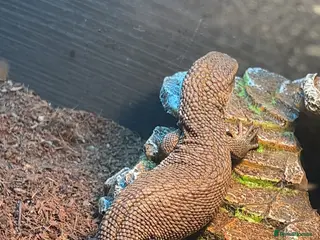 Monitor reptiles Bosc monitor - Advert 1