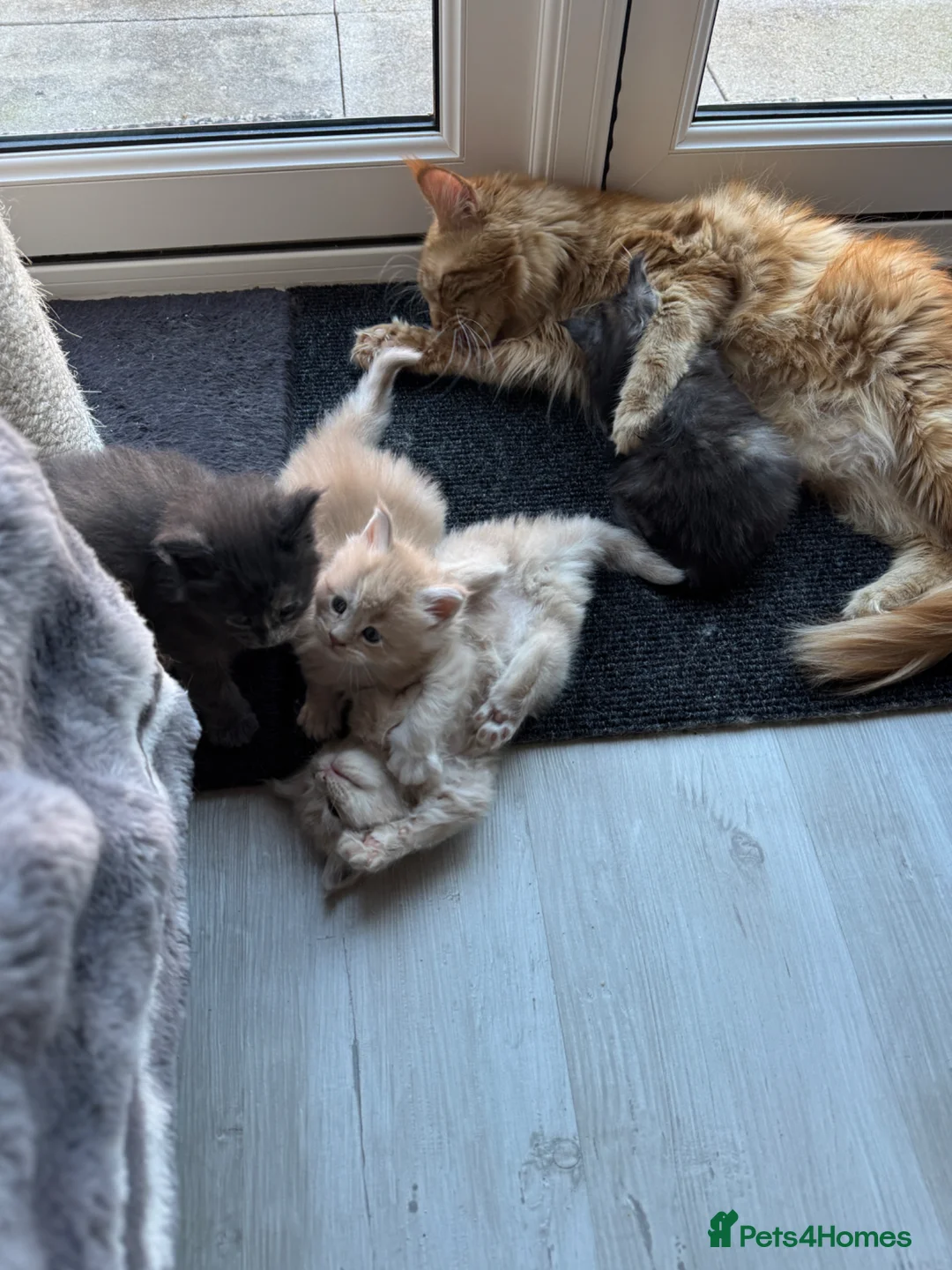 Maine Coon cats for sale: Beautiful Maine Coon kittens for sale. Two boys.🦁 - Advert 3