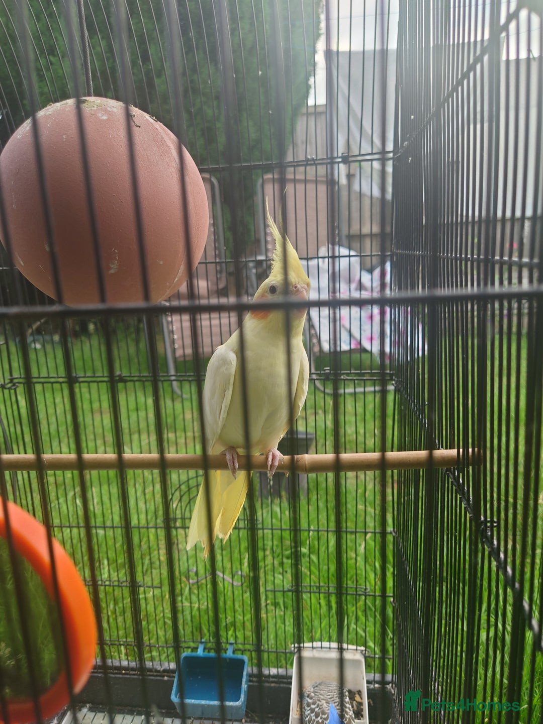 Cockatiels birds for sale: 2 Cockatiels & 2 Budgies with Cage in Preston - Image 17