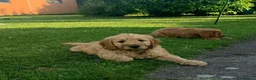 Goldendoodle dogs for sale: Red F1 Goldendoodle puppies for sale  in Leyland - Advert 6