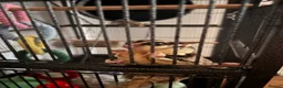 Sugar Glider rodents for sale: 2 male sugar gliders (brothers) in Burnham-on-Crouch - Advert 4