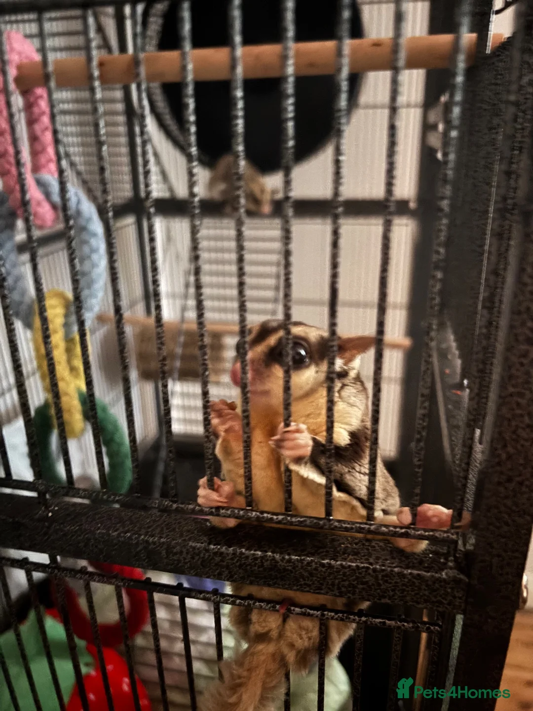Sugar Glider rodents for sale: 2 male sugar gliders (brothers) in Burnham-on-Crouch - Advert 4