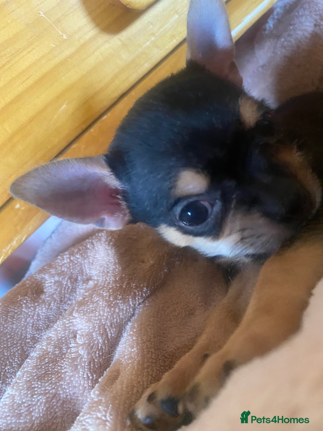 Chorkie dogs for sale: Chorkies - Advert 15