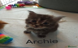 Maine Coon cats for sale: Gorgeous maine coon kittens - Image 4